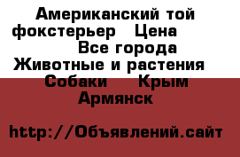 Американский той фокстерьер › Цена ­ 25 000 - Все города Животные и растения » Собаки   . Крым,Армянск